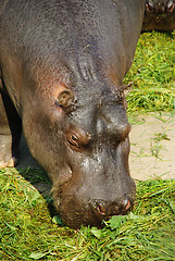 Image showing Hippopotamus