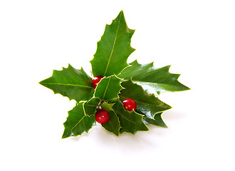 Image showing Holly