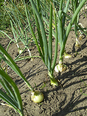 Image showing onion