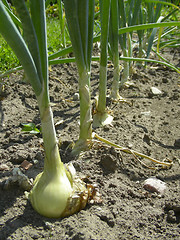 Image showing onions