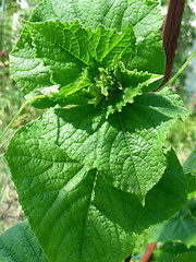 Image showing leaves of cucumber