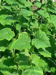 Image showing cucumber sprout