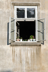 Image showing window plants