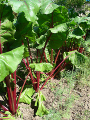 Image showing beets