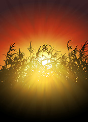 Image showing sunset in cornfield vector background