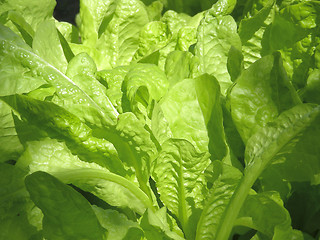 Image showing lettuce