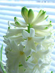 Image showing spring - hyacinth