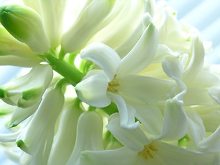 Image showing spring - hyacinth