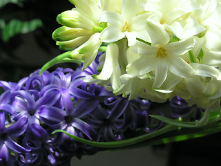 Image showing spring - hyacinth
