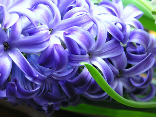 Image showing spring - hyacinth