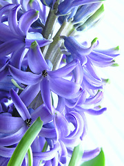 Image showing spring - hyacinth