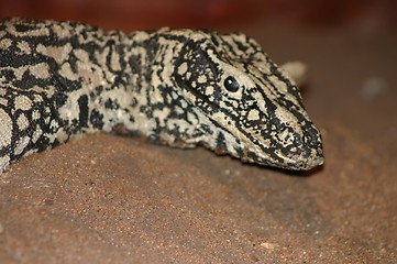 Image showing lizzard