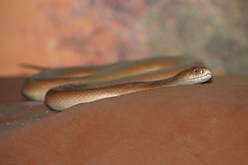 Image showing big brown snake