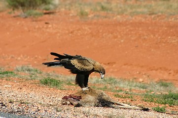 Image showing eagle eating kangsroo