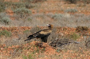 Image showing bird of pray