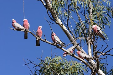 Image showing pink parrots