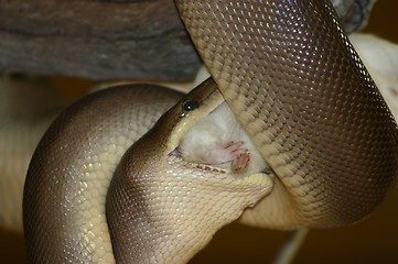 Image showing smake eating a mouse