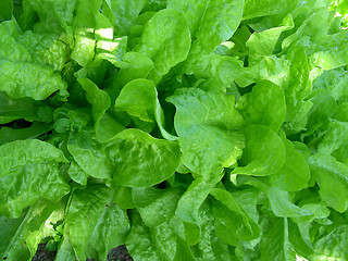 Image showing lettuce