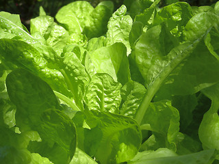 Image showing lettuce