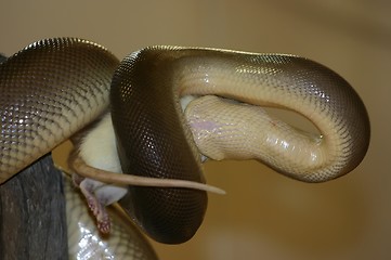 Image showing snake eating a mouse