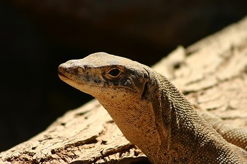 Image showing australian lizzard