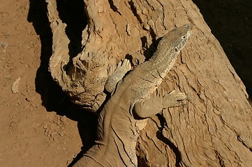 Image showing australian lizzard