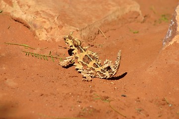 Image showing thorny devil