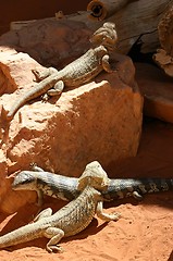 Image showing australian lizzards