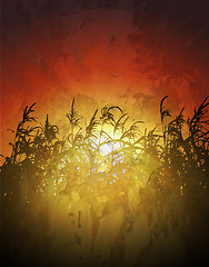 Image showing sunset in cornfield vector background