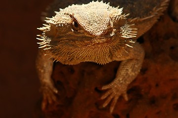 Image showing australian lizzard