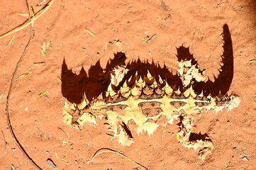 Image showing thorny devil