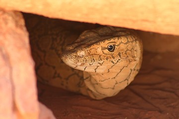 Image showing hiding lizzard