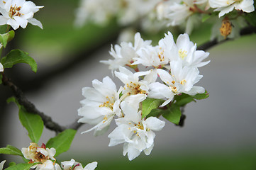 Image showing Close-up of crab apple blossoms blooming
