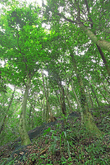 Image showing Trees in the forest