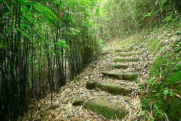 Image showing Green Bamboo Forest -- a path leads through a lush bamboo forest