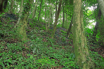 Image showing Trees in the forest