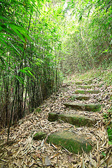 Image showing Green Bamboo Forest -- a path leads through a lush bamboo forest