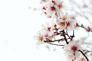 Image showing almond blossom