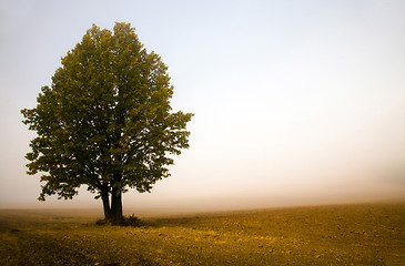 Image showing Tree in a fog