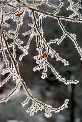 Image showing Frosted branches