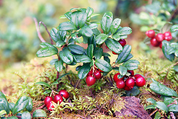 Image showing Lingon berries