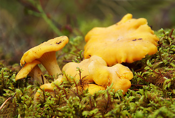 Image showing Chanterelle mushrooms 