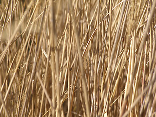 Image showing Grass meadow weed