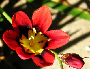 Image showing Flowers in yellow and red