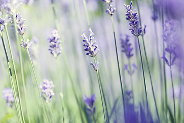 Image showing lavender art