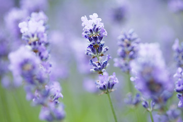 Image showing lavender