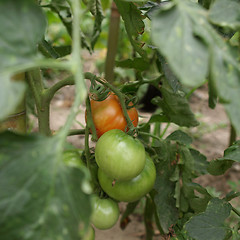 Image showing Tomato