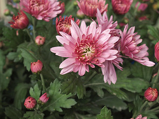 Image showing Chrysanthemum picture