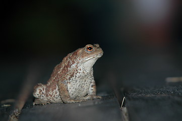 Image showing Zool by night