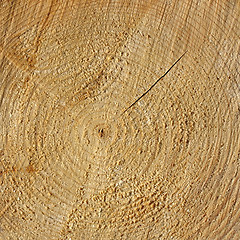 Image showing Wood rings